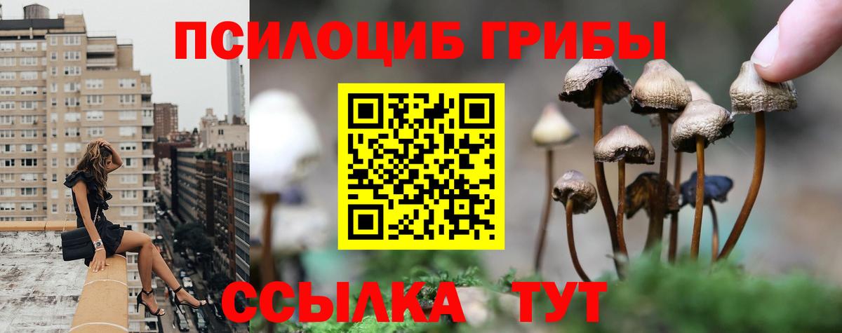 наркота  Вход с VPN  Карачаевск  Псилоцибиновые грибы Psilocybe 